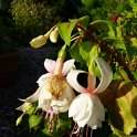 Fuchsia x 'Annabelle' fleur (2)